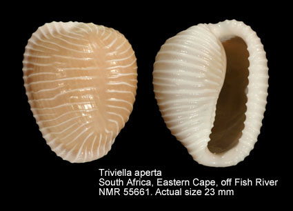 Triviella aperta (3).jpg - Triviella aperta (Swainson,1822)